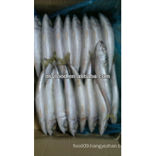 frozen sea fish pacific mackerel /scomber japonicus